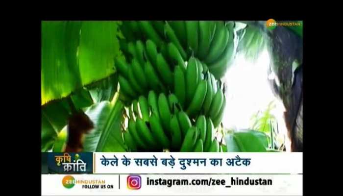 Krishi Kranti: How to protect banana from Panama Wilt Disease