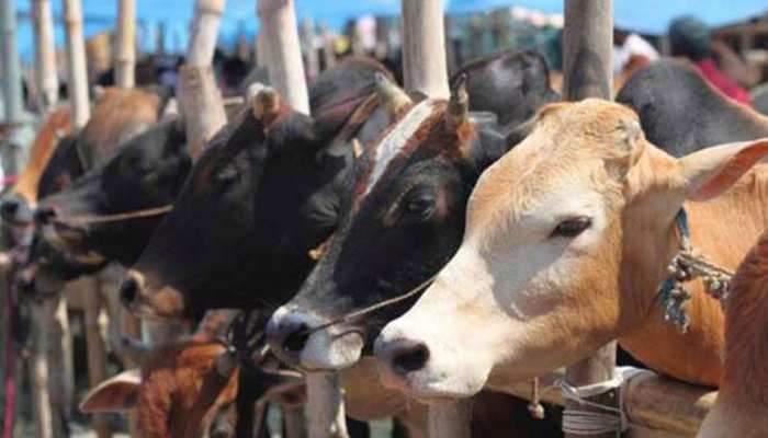 यूपी के हमीरपुर में ट्रेन से कटकर 36 गायों की मौत, मचा हड़कंप यूपी के हमीरपुर में ट्रेन से कटकर 36 गायों की मौत, मचा हड़कंप