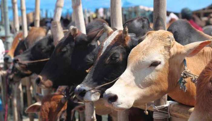 यहां मुस्लिम चलाते हैं गौशाला, हिन्दूवादी संगठनों के विरोध के कारण करना चाहते हैं बंद यहां मुस्लिम चलाते हैं गौशाला, हिन्दूवादी संगठनों के विरोध के कारण करना चाहते हैं बंद