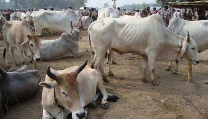 राजस्थान: भरतपुर में 50 किलो गोमांस हुआ बरामद, एक आरोपी गिरफ्तार राजस्थान: भरतपुर में 50 किलो गोमांस हुआ बरामद, एक आरोपी गिरफ्तार