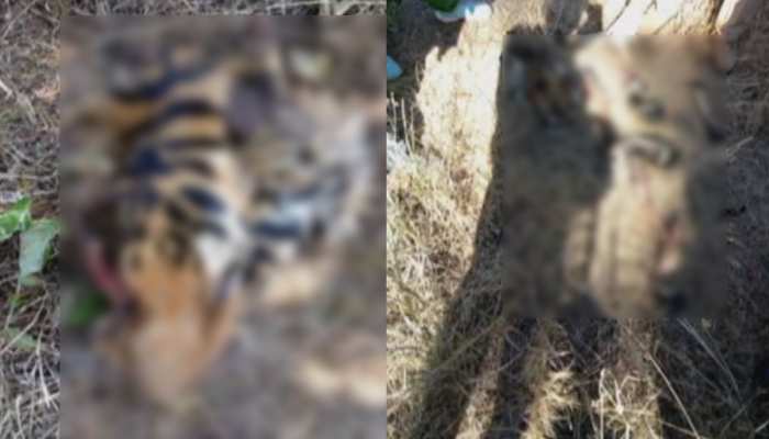 MP: कान्हा नेशनल पार्क में बाघ ने की बाघिन की हत्या, चबा-चबा कर खा गया शव MP: कान्हा नेशनल पार्क में बाघ ने की बाघिन की हत्या, चबा-चबा कर खा गया शव