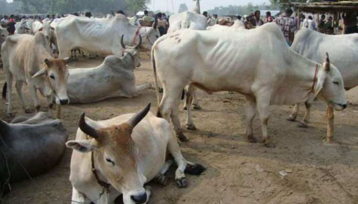 मुजफ्फरनगर: लावारिस गायों के लिए स्कूल खाली कराने के मामले में 24 लोगों के खिलाफ मामला दर्ज मुजफ्फरनगर: लावारिस गायों के लिए स्कूल खाली कराने के मामले में 24 लोगों के खिलाफ मामला दर्ज