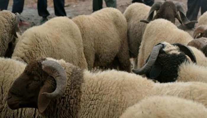 आवारा कुत्तों ने किया हमला, बाड़ें में मची भगदड़, दम घुटने से 100 भेड़ों की गई जान आवारा कुत्तों ने किया हमला, बाड़ें में मची भगदड़, दम घुटने से 100 भेड़ों की गई जान