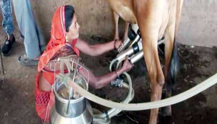 मिसाल: धर्मिष्टा ने कर्ज के पैसों से शुरू किया पशुपालन, आज हैं 'रोजगारदाता' मिसाल: धर्मिष्टा ने कर्ज के पैसों से शुरू किया पशुपालन, आज हैं 'रोजगारदाता'