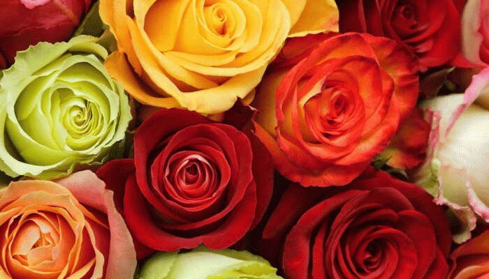 Rose Day: लाल नहीं बल्कि कई रंग का होता है गुलाब, ऐसे करिए अपनी मोहब्बत का इजहार Rose Day: लाल नहीं बल्कि कई रंग का होता है गुलाब, ऐसे करिए अपनी मोहब्बत का इजहार