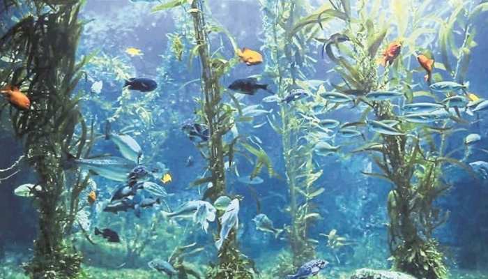स्टडी में हुआ खुलासा, क्लाइमेट चेंज से पानी के नीचे बसे जंगल को भी खतरा स्टडी में हुआ खुलासा, क्लाइमेट चेंज से पानी के नीचे बसे जंगल को भी खतरा