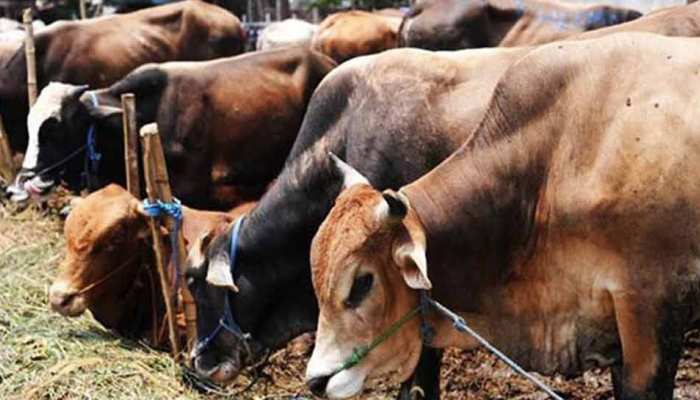मध्य प्रदेशः गौवंश की अवैध तस्करी के मामले में 2 पर लगा रासुका मध्य प्रदेशः गौवंश की अवैध तस्करी के मामले में 2 पर लगा रासुका