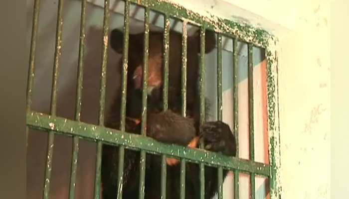मध्य प्रदेश: ग्वालियर के चिड़ियाघर में लाए गए त्रिपुरा के सैफई से हिमालयन भालू मध्य प्रदेश: ग्वालियर के चिड़ियाघर में लाए गए त्रिपुरा के सैफई से हिमालयन भालू