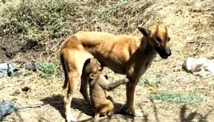 VIDEO: MP में दिखा मां-बच्चे का अनोखा रिश्ता, जानिए, बंदर के बच्चे को क्यों पाल रहा है यह जानवर... VIDEO: MP में दिखा मां-बच्चे का अनोखा रिश्ता, जानिए, बंदर के बच्चे को क्यों पाल रहा है यह जानवर...
