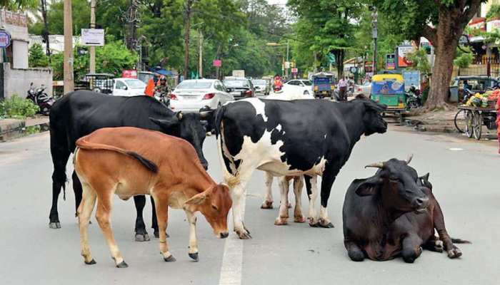 जयपुर को आवारा पशुओं से मुक्त कराने को नगर निगम ने तैयार किया मोबाइल एप जयपुर को आवारा पशुओं से मुक्त कराने को नगर निगम ने तैयार किया मोबाइल एप