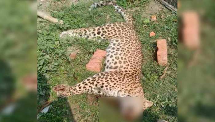 UP: हमलों से नाराज थे ग्रामीण, तेंदुए को घेरा और पीट-पीटकर मार डाला UP: हमलों से नाराज थे ग्रामीण, तेंदुए को घेरा और पीट-पीटकर मार डाला
