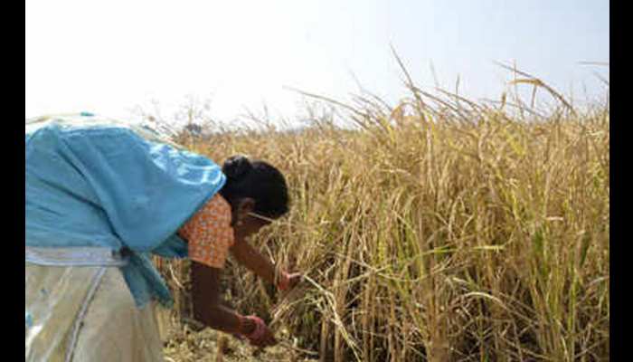 बीजेपी का गढ़ रही राजकोट लोकसभा क्षेत्र में कृषि संकट है बड़ा मुद्दा बीजेपी का गढ़ रही राजकोट लोकसभा क्षेत्र में कृषि संकट है बड़ा मुद्दा