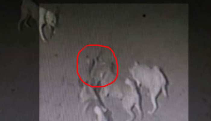 VIDEO: मालिक को बचाने के लिए कोबरा से घंटों लड़ते रहे चार पालतू कुत्ते, गंवाई जान VIDEO: मालिक को बचाने के लिए कोबरा से घंटों लड़ते रहे चार पालतू कुत्ते, गंवाई जान