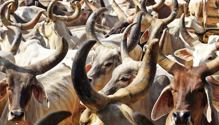 प्रतापगढ़: गौरक्षकों ने बछड़े को किया रेस्क्यू, इलाज के लिए पहुंचाया पशु चिकित्सालय प्रतापगढ़: गौरक्षकों ने बछड़े को किया रेस्क्यू, इलाज के लिए पहुंचाया पशु चिकित्सालय