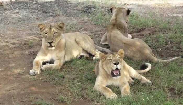 अब गोरखपुर में दहाड़ेंगे गुजरात के शेर, जूनागढ़ से जल्द किए जाएंगे शिफ्ट |  6 lionesses and 2 lions will be sent to Gorakhpur Zoo from Uttar Pradesh&#39;s  Sankar Bagh Zoological Park of Junagadh