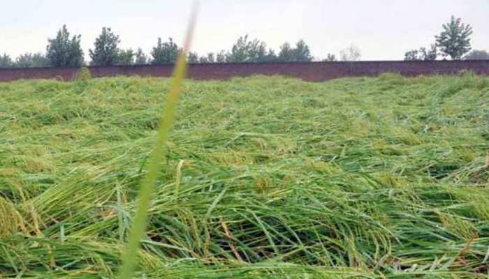 राजस्थान में मानसून से पहले बारिश ने तोड़ी किसानों की कमर, फसल हुई खराब राजस्थान में मानसून से पहले बारिश ने तोड़ी किसानों की कमर, फसल हुई खराब
