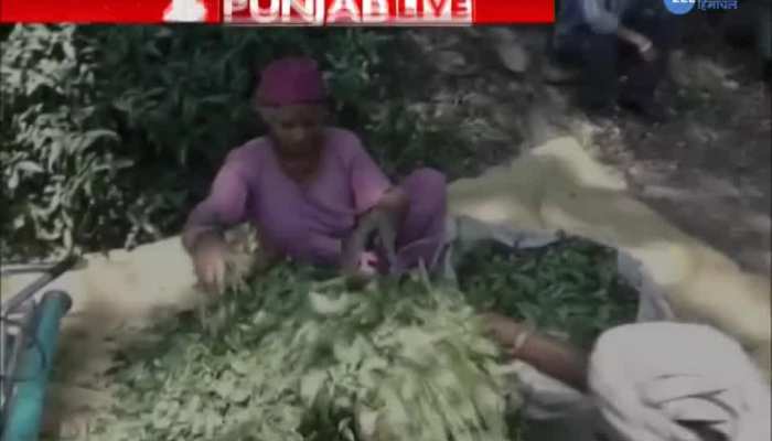 reason of fall of tea industry in Kangra