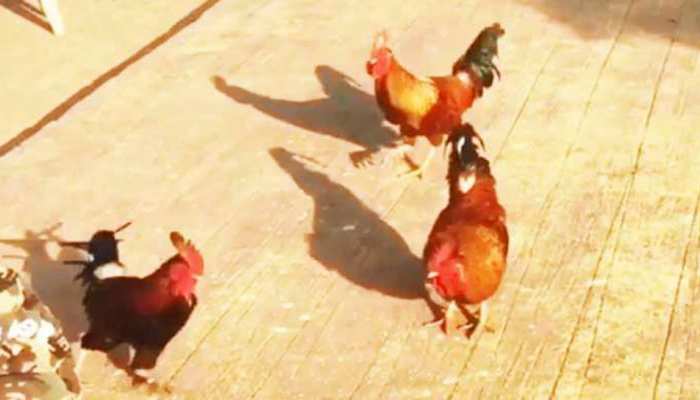 मुर्गे की बांग ने पड़ोसन को किया परेशान, थाने में दर्ज कराई रिपोर्ट मुर्गे की बांग ने पड़ोसन को किया परेशान, थाने में दर्ज कराई रिपोर्ट