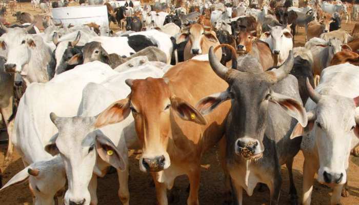 उदयपुर: पॉलिथीन से गायों को बचाने के लिए जनता ने चलाई मुहिम उदयपुर: पॉलिथीन से गायों को बचाने के लिए जनता ने चलाई मुहिम