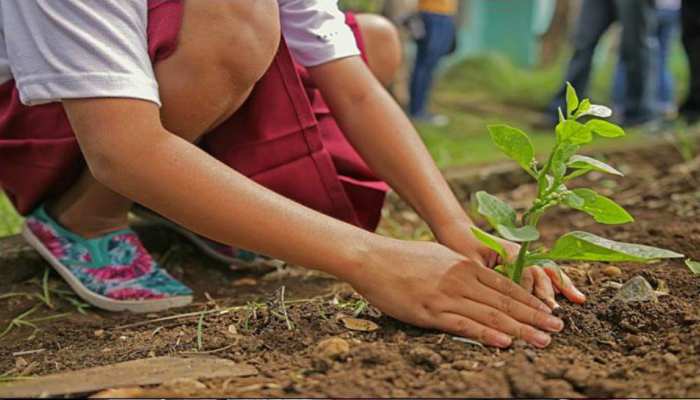 ग्वालियरः बंदूक का लाइसेंस चाहिए या शुरू करना चाहते हैं पेट्रोल पंप, हर काम से पहले लगाने होंगे पेड़ ग्वालियरः बंदूक का लाइसेंस चाहिए या शुरू करना चाहते हैं पेट्रोल पंप, हर काम से पहले लगाने होंगे पेड़
