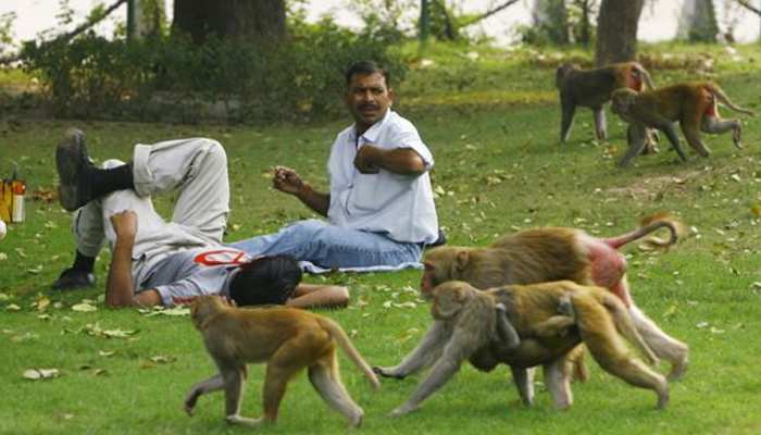 सीकर: बंदरों के आतंक से परेशान हो रहे लोग, नगरपालिका नहीं ले रही सुध सीकर: बंदरों के आतंक से परेशान हो रहे लोग, नगरपालिका नहीं ले रही सुध