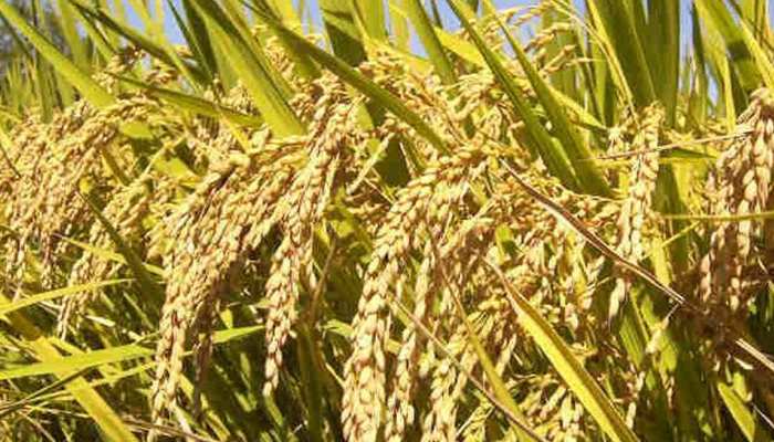 छत्तीसगढ़ः वैज्ञानिकों ने 6 साल की रिसर्च के बाद तैयार की धान की नई किस्म, यह है खासियत छत्तीसगढ़ः वैज्ञानिकों ने 6 साल की रिसर्च के बाद तैयार की धान की नई किस्म, यह है खासियत
