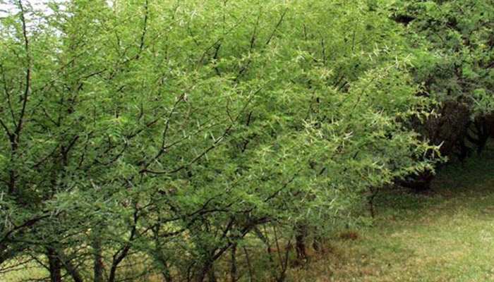 उदयपुर में एक सनकी रोज काट रहा पेड़, परेशान नगर परिषद ने की शख्स पर ईनाम की घोषणा उदयपुर में एक सनकी रोज काट रहा पेड़, परेशान नगर परिषद ने की शख्स पर ईनाम की घोषणा