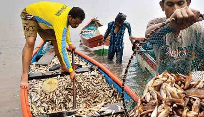 पूर्व मुख्यमंत्री चर्चिल अलेमाओ ने कहा- 'मछली खाना बंद करें गोवा के लोग' पूर्व मुख्यमंत्री चर्चिल अलेमाओ ने कहा- 'मछली खाना बंद करें गोवा के लोग'