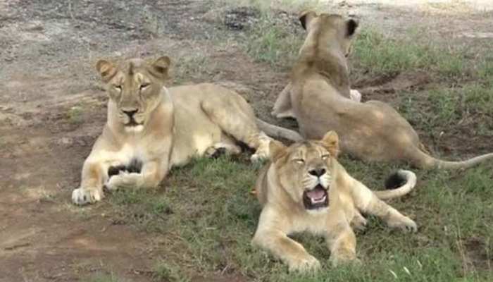 गोरखपुर में कैबिनेट ने दी 182 करोड़ की लागत से प्राणी उद्यान बनाने की मंजूरी गोरखपुर में कैबिनेट ने दी 182 करोड़ की लागत से प्राणी उद्यान बनाने की मंजूरी