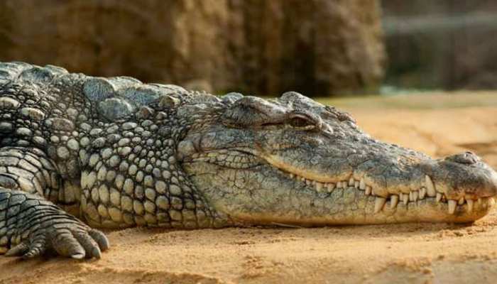 गुजरात: खेत में मगरमच्छ को देख किसान की जान सूखी, वन विभाग ने की कार्रवाई गुजरात: खेत में मगरमच्छ को देख किसान की जान सूखी, वन विभाग ने की कार्रवाई