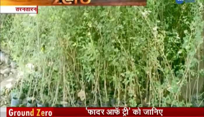Father of Tree in Taran Tarn