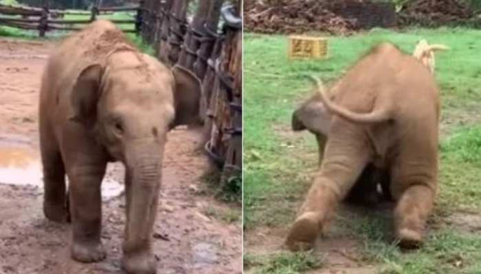 Baby Elephant Trips While Chasing Dogs क त त क खद रत समय ग र छ ट ह थ इ टरन ट पर व यरल ह आ Video Hindi News जर हटक