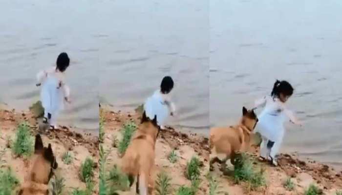 VIDEO: डॉग ने अपनी समझदारी से नदी की ओर जा रही बच्ची की बचाई जान, हो रही जमकर तारीफ VIDEO: डॉग ने अपनी समझदारी से नदी की ओर जा रही बच्ची की बचाई जान, हो रही जमकर तारीफ