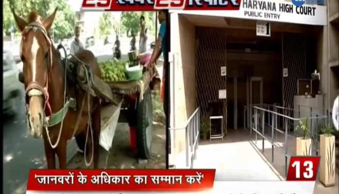 Punjab Haryana High Court said Animals have Legal Rights
