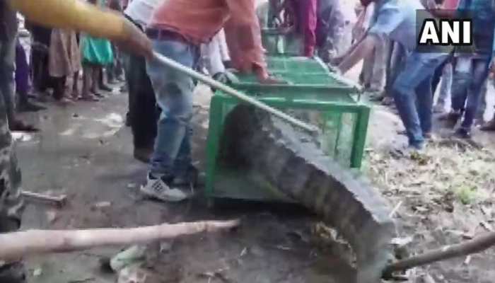 गुजरात में मंदिर में घुसा मगरमच्छ, ग्रामीणों ने वन विभाग के बचाव अभियान का किया विरोध गुजरात में मंदिर में घुसा मगरमच्छ, ग्रामीणों ने वन विभाग के बचाव अभियान का किया विरोध