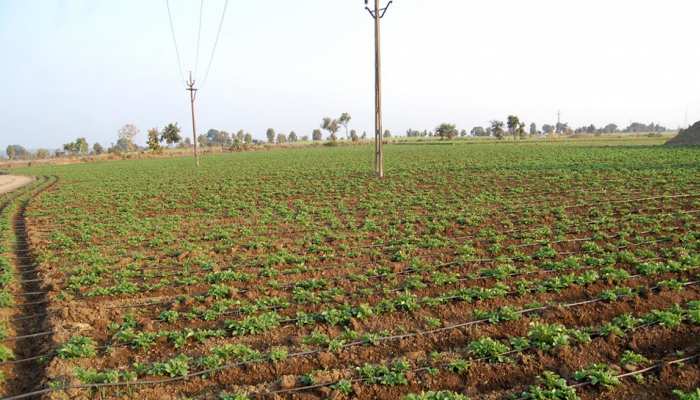 मथुरा : खेत की नाप के एवज में 5000 की रिश्वत मांगने वाला कानूनगो निलंबित मथुरा : खेत की नाप के एवज में 5000 की रिश्वत मांगने वाला कानूनगो निलंबित