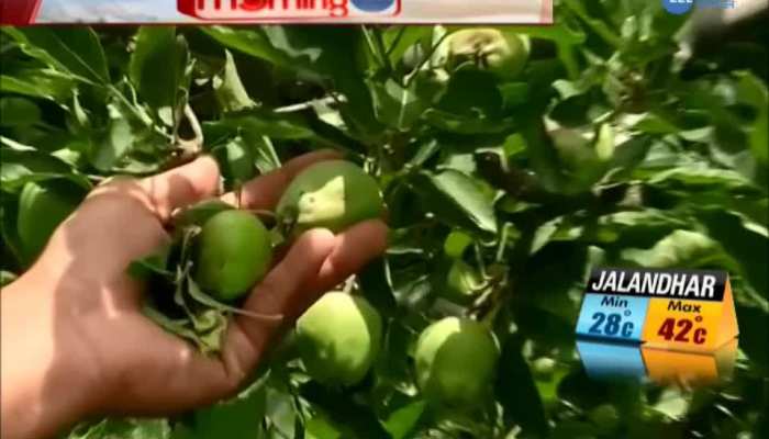 Scab attack on himachali apple