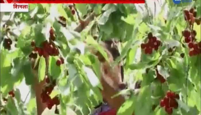 Himachal farmers are disappointed even after a good cherry crop