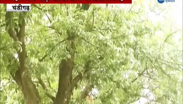 chandigarh administration's new initiative to save green trees