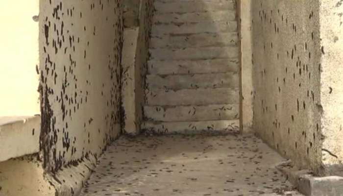 गुजरात: कैटरपिलर ने किया अरवल्ली में लोगों को घर छोड़ने पर मजबूर, ग्रामीण हुए परेशान गुजरात: कैटरपिलर ने किया अरवल्ली में लोगों को घर छोड़ने पर मजबूर, ग्रामीण हुए परेशान