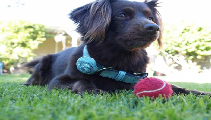 Petting Dogs Cats May Reduce Stress In Students क त त और ब ल ल य क स थ 10 म नट ख लन स छ त र क नह ह ग तन व श ध क द व Hindi News स हत