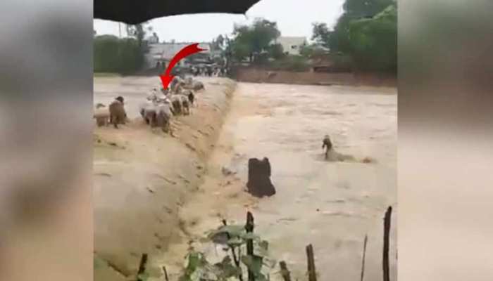 VIDEO: पुल पार कर रहा था गायों का झुंड, बाढ़ के पानी में एक-एक कर बह गईं कई गाय VIDEO: पुल पार कर रहा था गायों का झुंड, बाढ़ के पानी में एक-एक कर बह गईं कई गाय