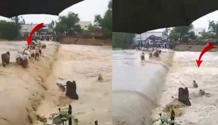 VIDEO: चंद्रपुर में पुल पार करने की कोशिश में एक-एक कर बह गईं 8 गायें, 5 की बचाई गई जान VIDEO: चंद्रपुर में पुल पार करने की कोशिश में एक-एक कर बह गईं 8 गायें, 5 की बचाई गई जान