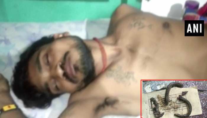 OMG: युवक को सांप पर आया गुस्सा, दांतों से काटकर किए टुकड़े-टुकड़े OMG: युवक को सांप पर आया गुस्सा, दांतों से काटकर किए टुकड़े-टुकड़े