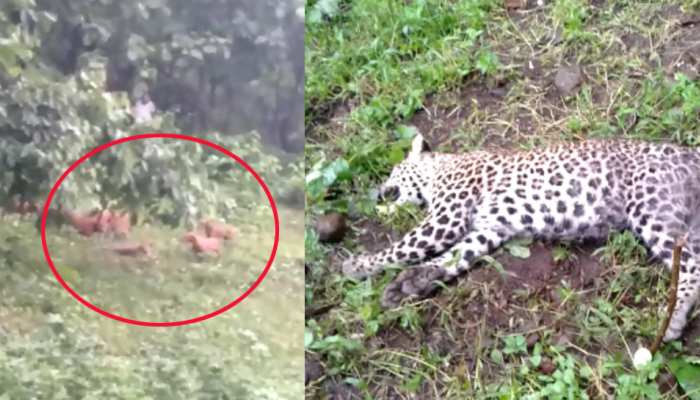 घायल तेंदुए पर कुत्तों ने किया हमला और बना लिया अपना निवाला, देखें Video घायल तेंदुए पर कुत्तों ने किया हमला और बना लिया अपना निवाला, देखें Video