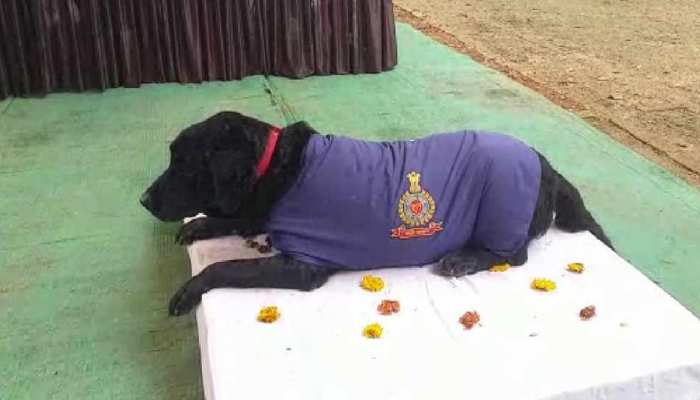 MP के इस पुलिस डॉग के नाम से ही कांप जाते थे बदमाश, अब हुआ रिटायर MP के इस पुलिस डॉग के नाम से ही कांप जाते थे बदमाश, अब हुआ रिटायर