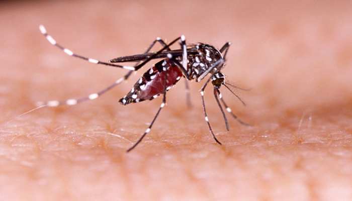 World Mosquito Day: 1 छोटा सा मच्छर बड़े से इंसान की ले सकता है जान, बचने के लिए अपनाएं ये उपाय World Mosquito Day: 1 छोटा सा मच्छर बड़े से इंसान की ले सकता है जान, बचने के लिए अपनाएं ये उपाय