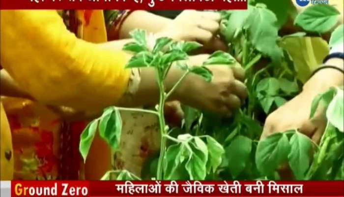 GROUND ZERO: organic farming in punjab