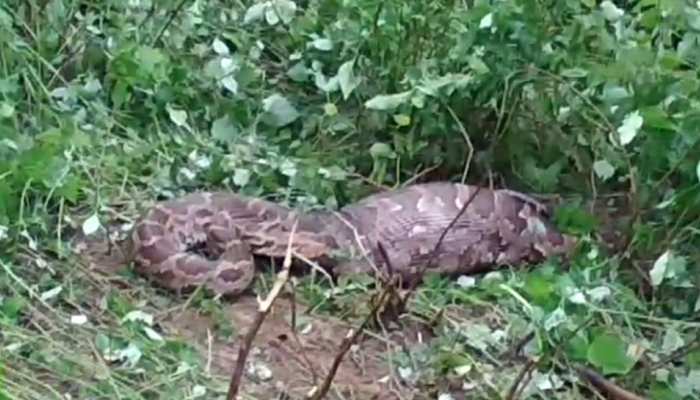 VIDEO: OMG... कई फीट लंबे अजगर को देखकर लोगों के उड़े होश, घर में घुसा और...