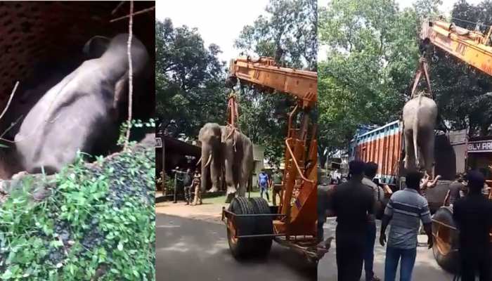 VIDEO: कुएं में गिरा हाथी, वन विभाग की टीम ने घंटों की कड़ी मशक्कत के बाद ऐसे किया रेस्क्यू VIDEO: कुएं में गिरा हाथी, वन विभाग की टीम ने घंटों की कड़ी मशक्कत के बाद ऐसे किया रेस्क्यू